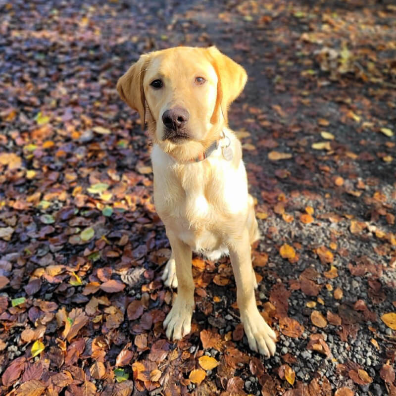 dog-walking-4