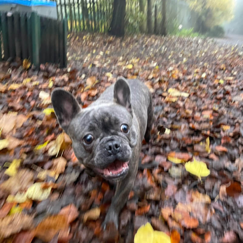 dog-walking-5